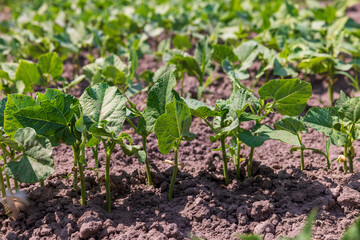 young small bean plants in the field, growing beans