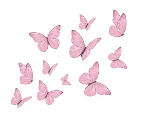 butterflies and flowers