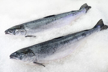 Slave trout. Seafood on pieces of ice. Uncut fish from salmon family. Two fish on counter of store. Trout for cooking delicious dinner. Sale of seafood concept. Fresh trout in fish shop