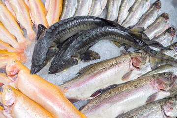 Fish assortment. Seafood shop counter. Slaves are kept on pieces of ice. Pike in fish store. Amber white trout. Background with fresh fish. Seafood for healthy diet. Trout and pike for baking
