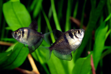 ブラックテトラ　アクアリウム