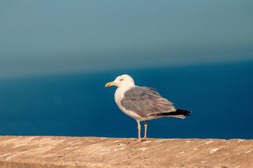 seagull on the rocks