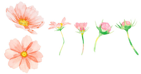 ピンク色のコスモスの花の素材水彩イラスト