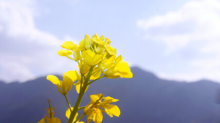 yellow flowers against blue sky