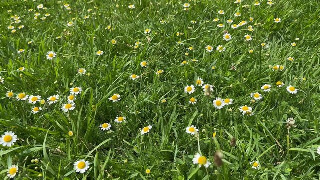 Chamomiles swaying in the wind. Floral background. Slow motion.