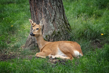 a young deer lies near a tree on a summer day among the grass, selective focus