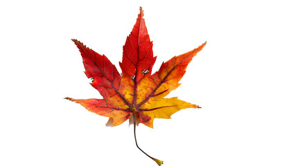 Autumn maple leaf On Transparent Background Ai Generated