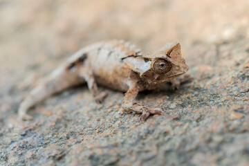 Chameleon from Madagascar in the wild