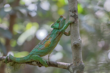Chameleon from Madagascar on a branch