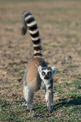 Ring tailed lemur (Lemur catta) in the wild © Daniel Jara