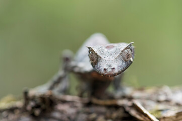 Satanic Leaf Tailed Gecko (Uroplatus phantasticus)