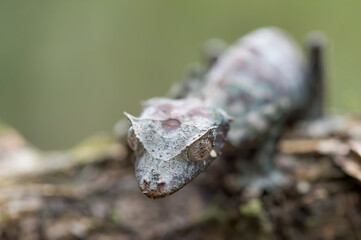 Satanic Leaf Tailed Gecko (Uroplatus phantasticus)