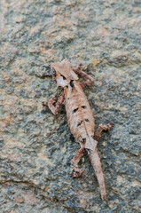 Chameleon from Madagascar in the wild