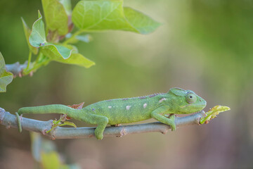 Chameleon from Madagascar on a branch