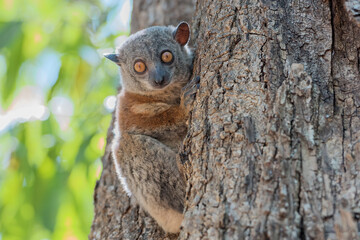 Sportive lemur (Lepilemur) in the wild