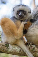 Diademed sifaka (Propithecus diadema) in the wild