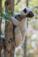 Crowned sifaka (Propithecus deckenii) in the wild © Daniel Jara