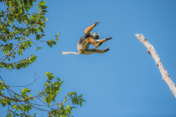 Diademed sifaka (Propithecus diadema) in the wild jumping