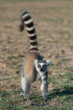 Ring tailed lemur (Lemur catta) in the wild