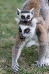 Obraz premium Ring tailed lemur (Lemur catta) in the wild