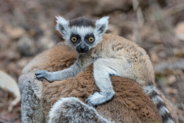 Ring tailed lemur (Lemur catta) in the wild