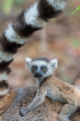 Ring tailed lemur (Lemur catta) in the wild