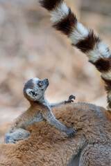 Naklejka na ściany i meble Ring tailed lemur (Lemur catta) in the wild