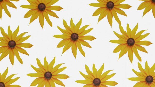 top view yellow flowers swirl on a white background. looped background. 3d render