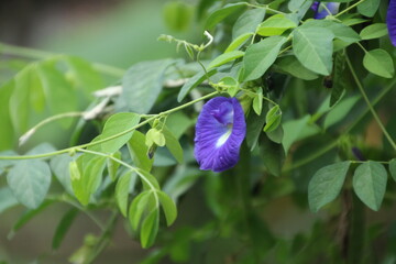 A single blue butterfly pea flower