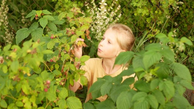 The child plucks fresh raspberries from the bush and eats them