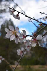Almendro en flor