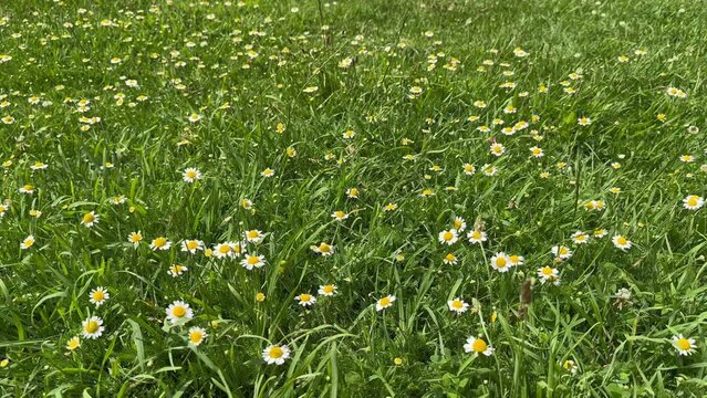 Chamomiles swaying in the wind. Floral background. Slow motion.