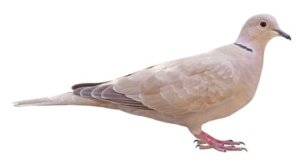 Female of Eurasian collared dove (Streptopelia decaocto), PNG, isolated on transparent background