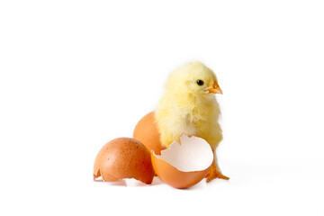 Little newborn yellow chicken standing near egg