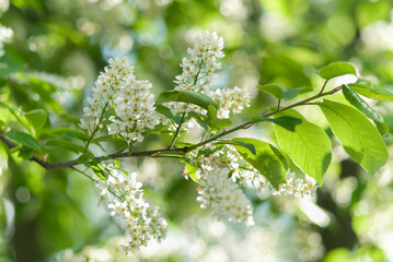 Blooming beautiful tree branch outdoor close up - 622625764
