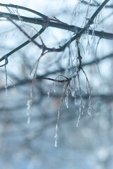Tree branch in winter season close up - 622625771
