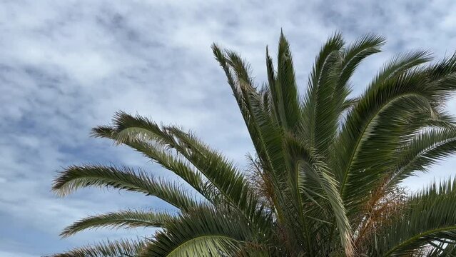Palm branches swaying in the wind, cloudy weather. Exotic, relaxation background. Slow motion. 
