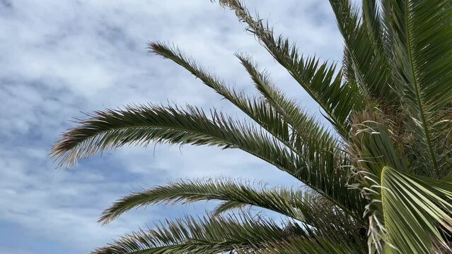 Palm branches swaying in the wind, cloudy weather. Exotic, relaxation background. Slow motion. 
