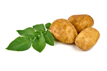 Fresh potatoes, organic potato, isolated on white background.