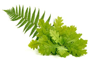 Green oak leaves with fern, isolated on white background.