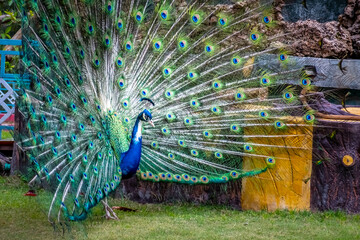 Indian Peacock or Peafowl displaying his majestic feathers in the garden