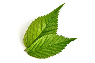 Raspberry leaves, isolated on white background.