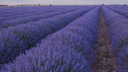Blooming lavender fields with blue lavender flowers in summer Spain. Farm for the production of lavender oil.