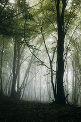 green forest with tree in fog on rainy weather