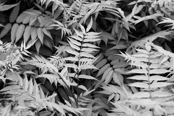 Leafy fern plants growing in the woods in a black and white.