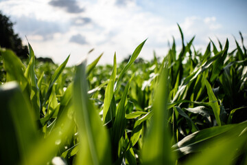 Grünes Maisfeld / Green Cornfield