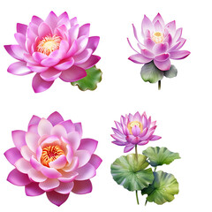 The pink lotus flower