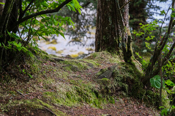 Tlingit totem poles and lush woods tree nature landscape scenery in Sitka Historical Park hiking trails with creeks, green bushes and vegetation in magic fairytale environment Baranof Island