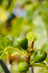 Fig fruit growth. Fig fruit ripening on the tree branch. Organic cultivation of fig trees.
