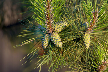 Immature green cones of Scotch pine (Pinus sylvestris) close-up shot on pine branches
